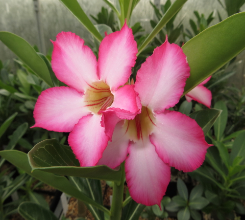 "Obesum blommar första året"